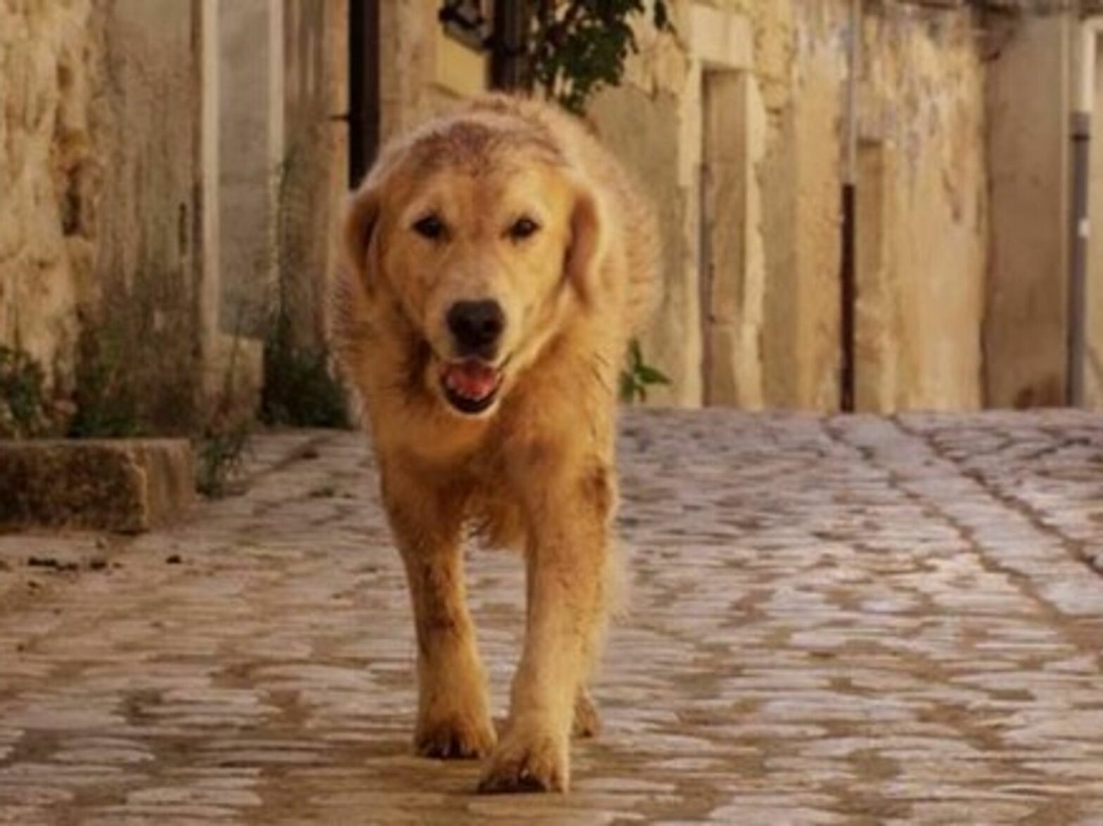 Dog Adopted By Sicilian Town Hits Big Screen