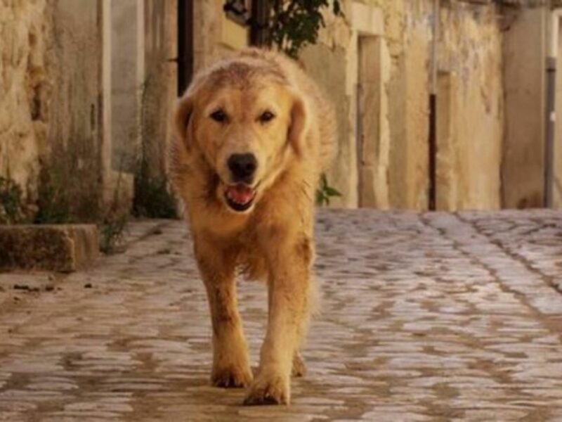Dog Adopted By Sicilian Town Hits Big Screen