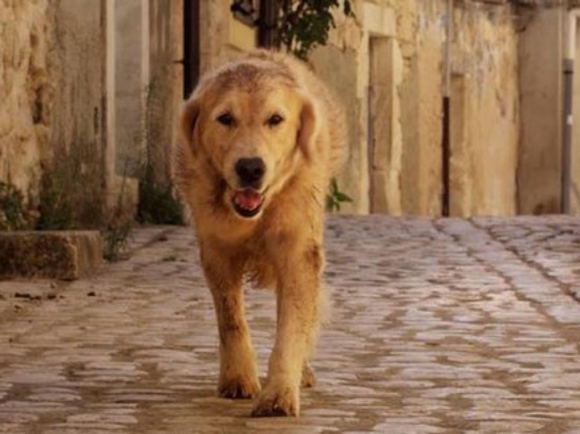 Dog Adopted By Sicilian Town Hits Big Screen