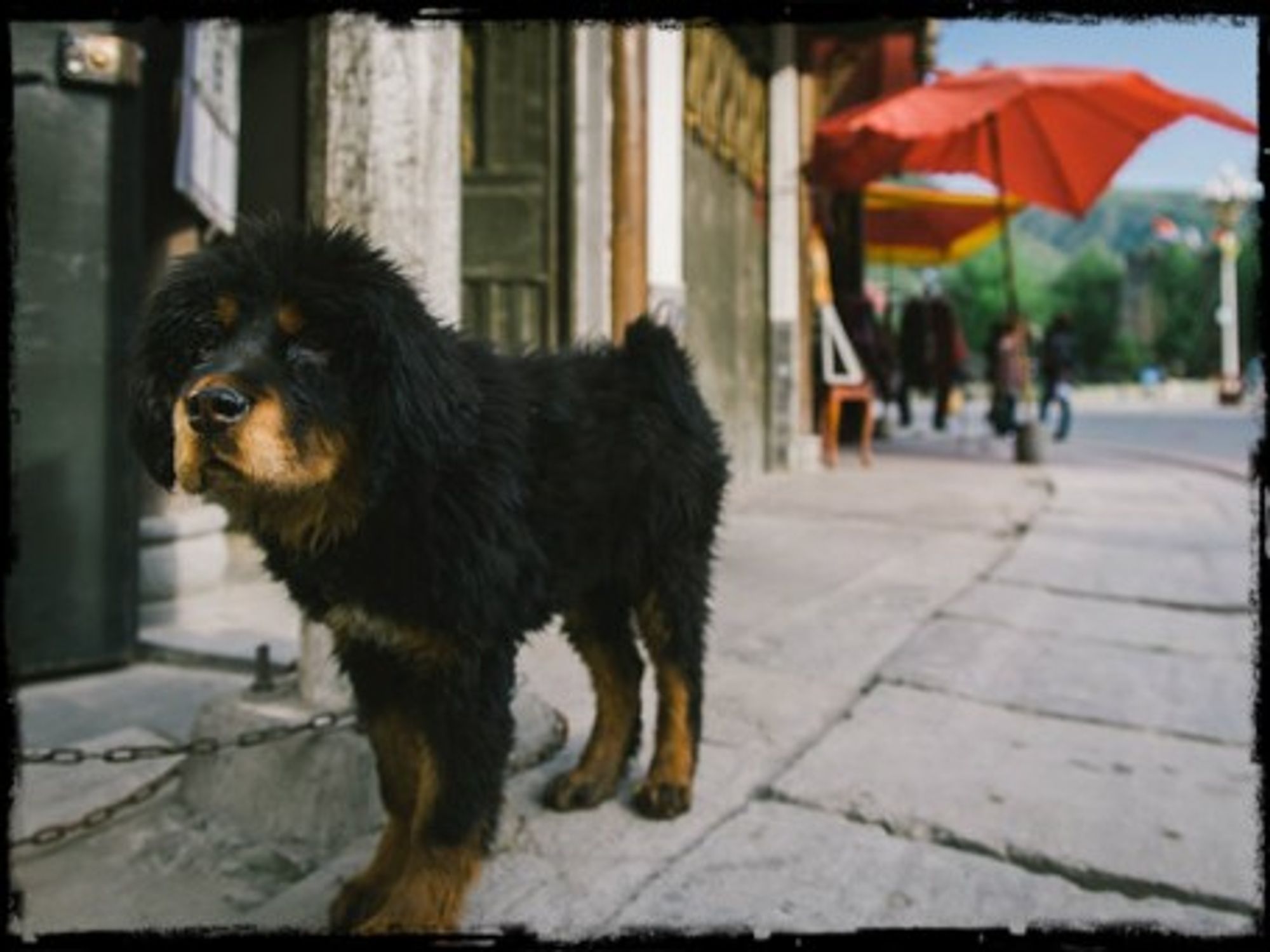 Dog-as-pet comes to China.