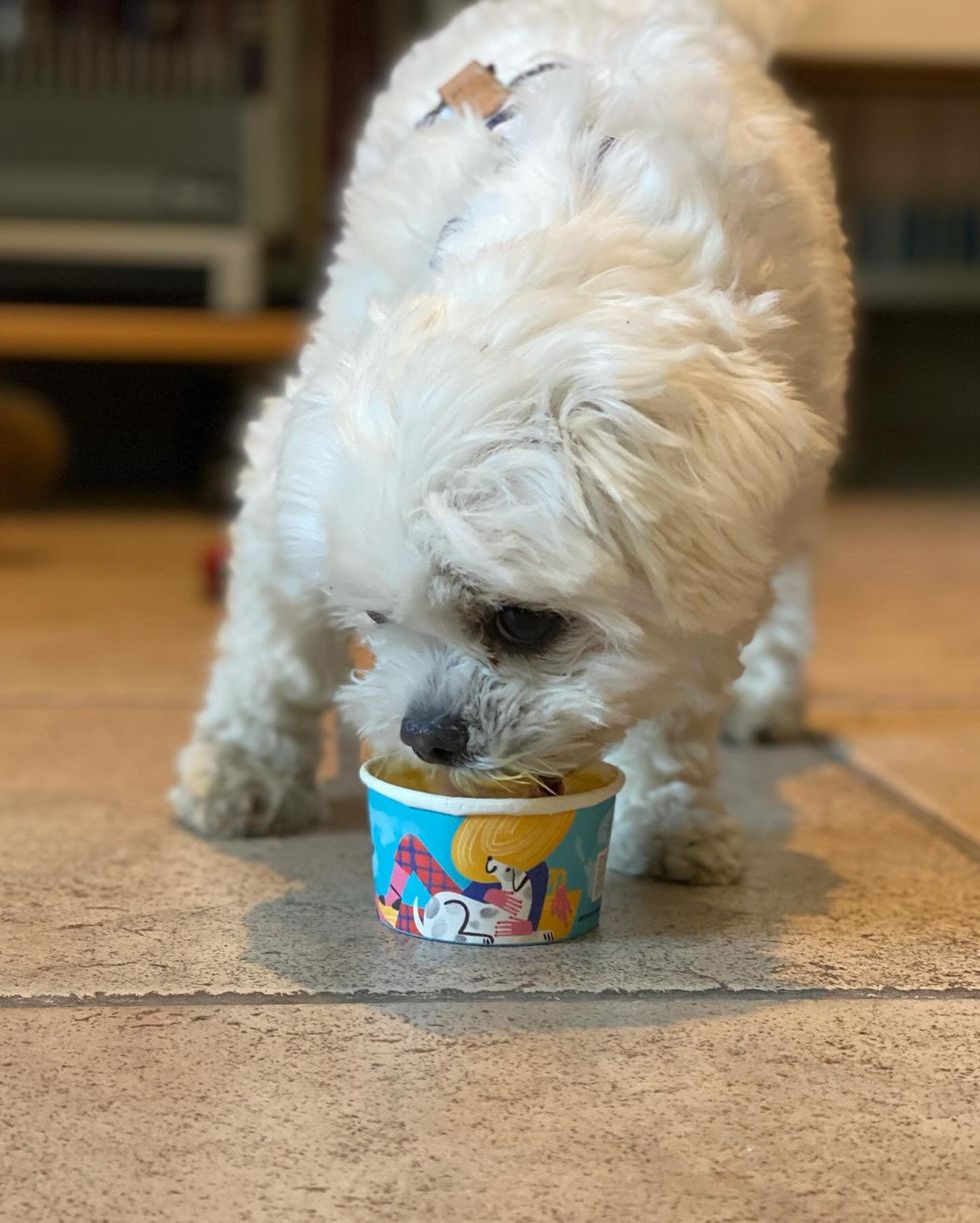 Dog eating out of an ice cream cup