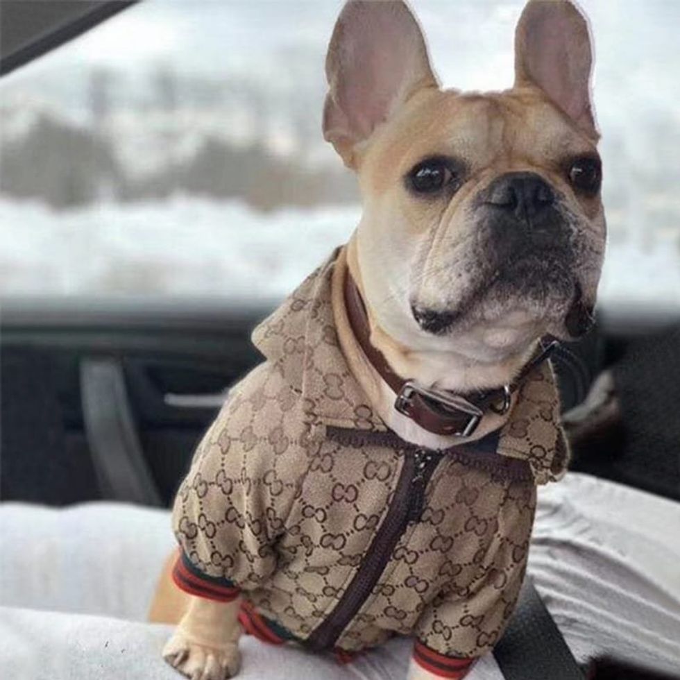Dog in a Gucci jacket