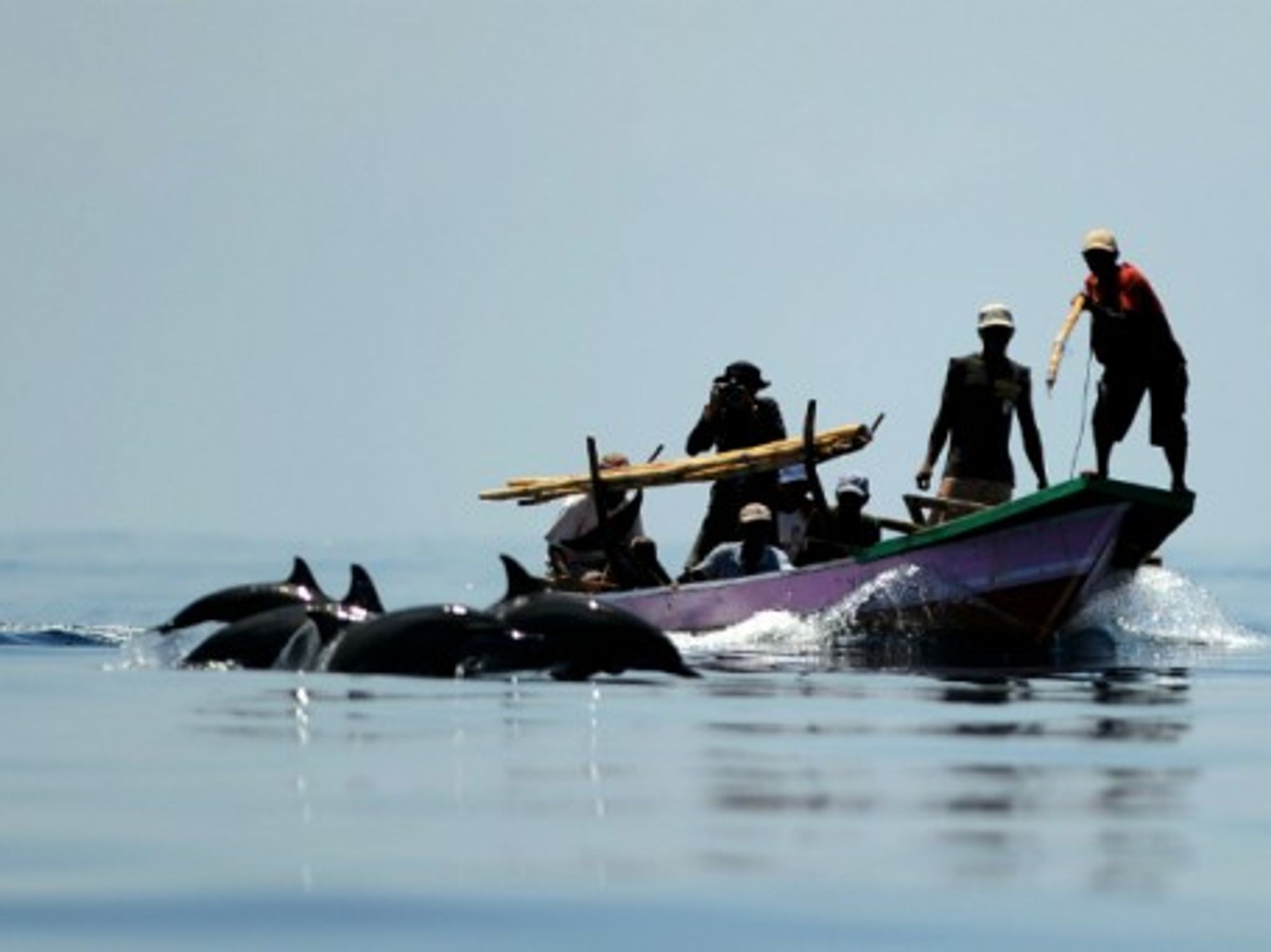 Dolphin hunters in Indonesia, Oct. 2012