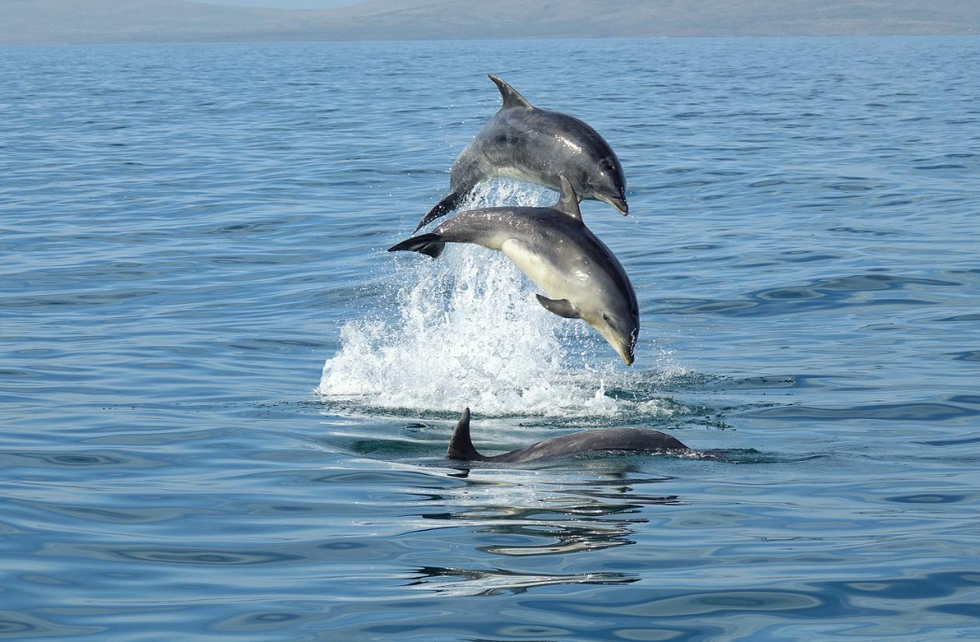 Dolphins leaping out of the sea.