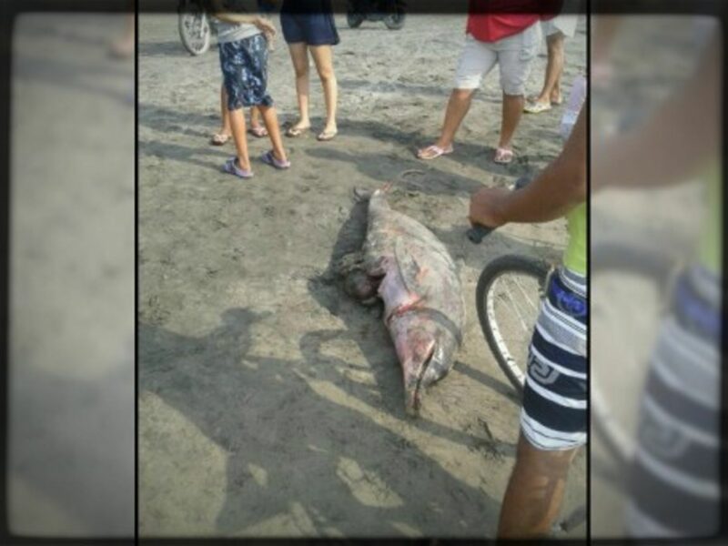 Dolphins Stabbed To Death In Colombia