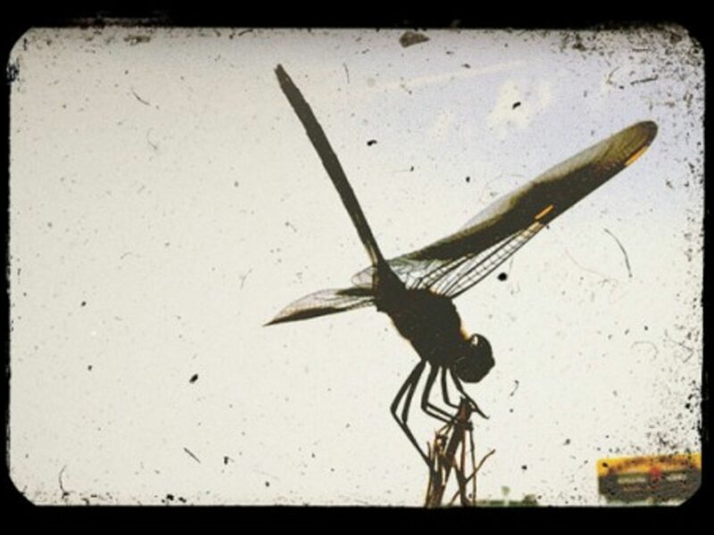 Dragonfly reception