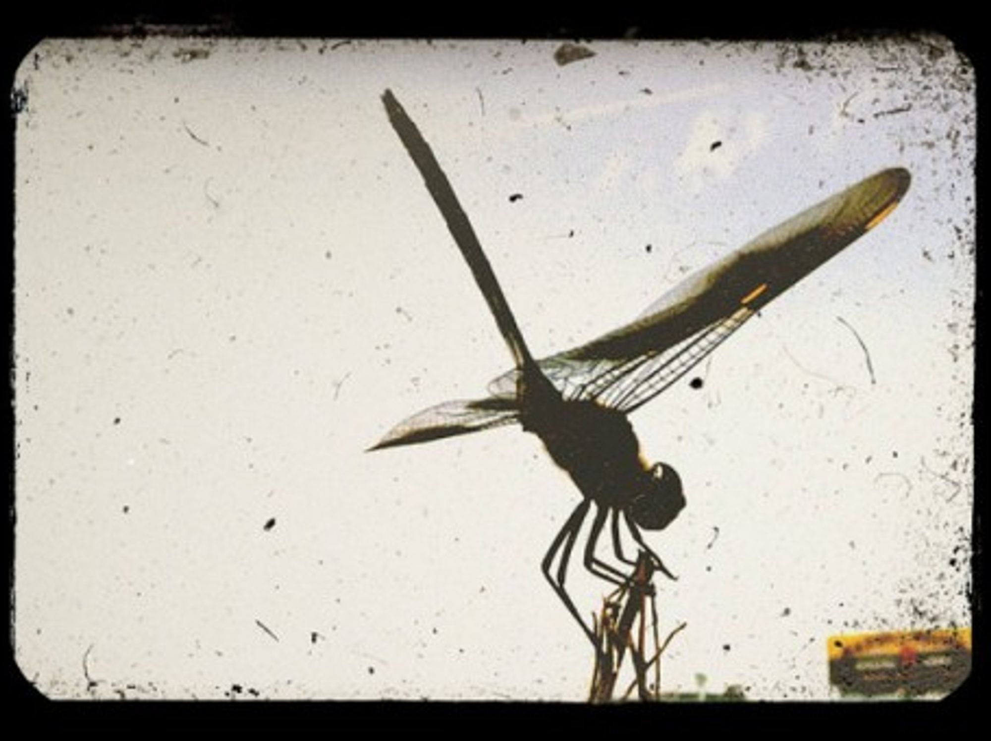 Dragonfly reception