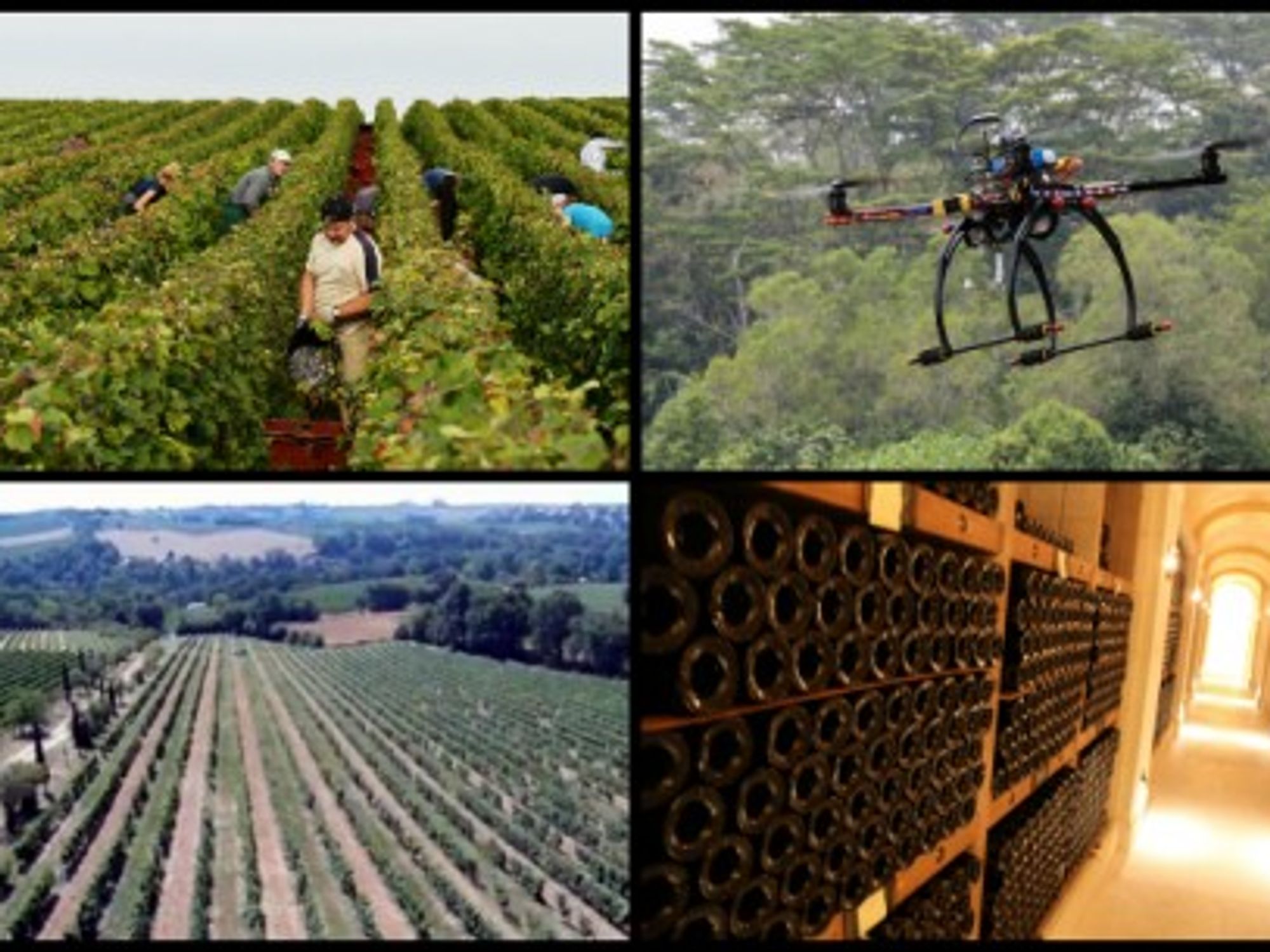 "Drones are more precise, they donâ€™t damage the vines like tractors do, and they have more flexibility"