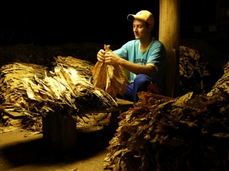 Drying tobacco leaves in Brazil