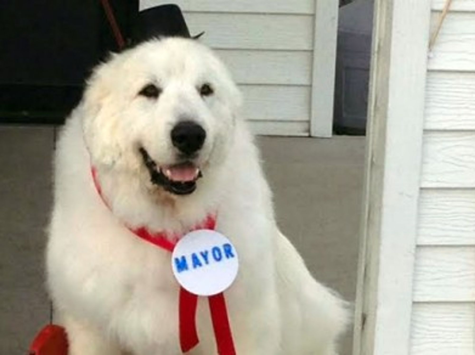 Duke The Dog Elected Mayor Of Minnesota Town