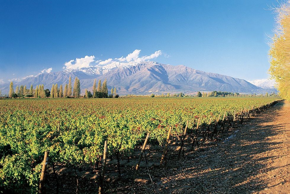 ​A winery in Puente Alto, Chile.