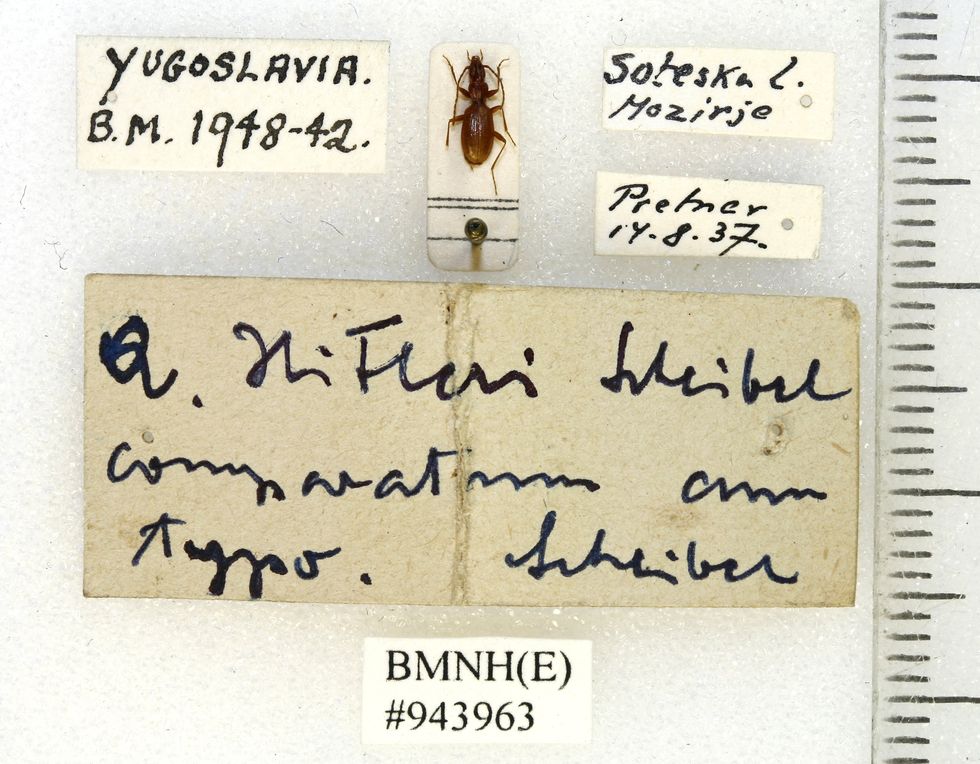 ​Anophthalmus hitleri Scheibel (Hitler beetle), 1937