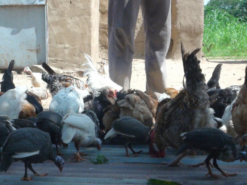 ​Bicycle chickens gathering for feeding.