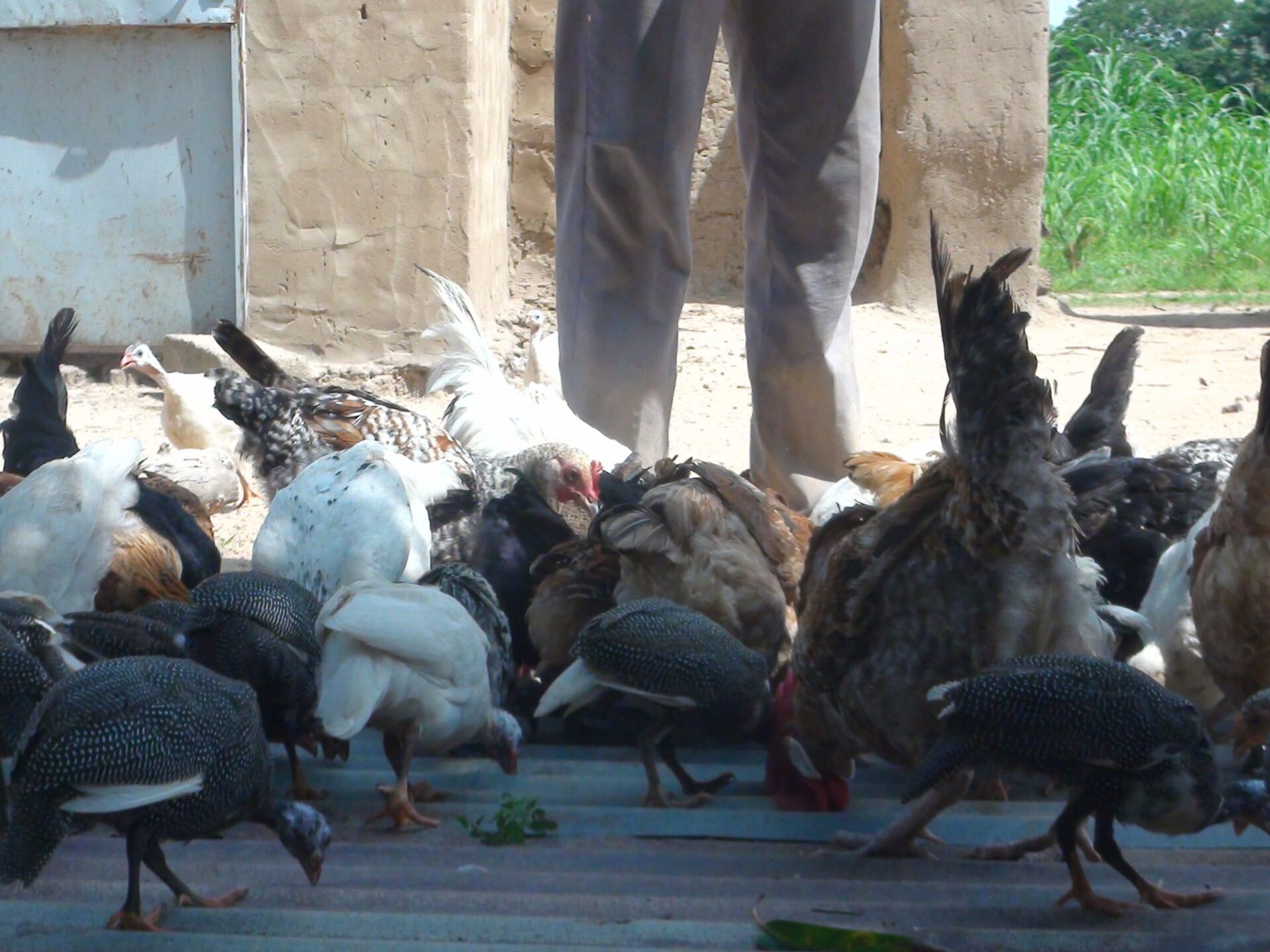 ​Bicycle chickens gathering for feeding.