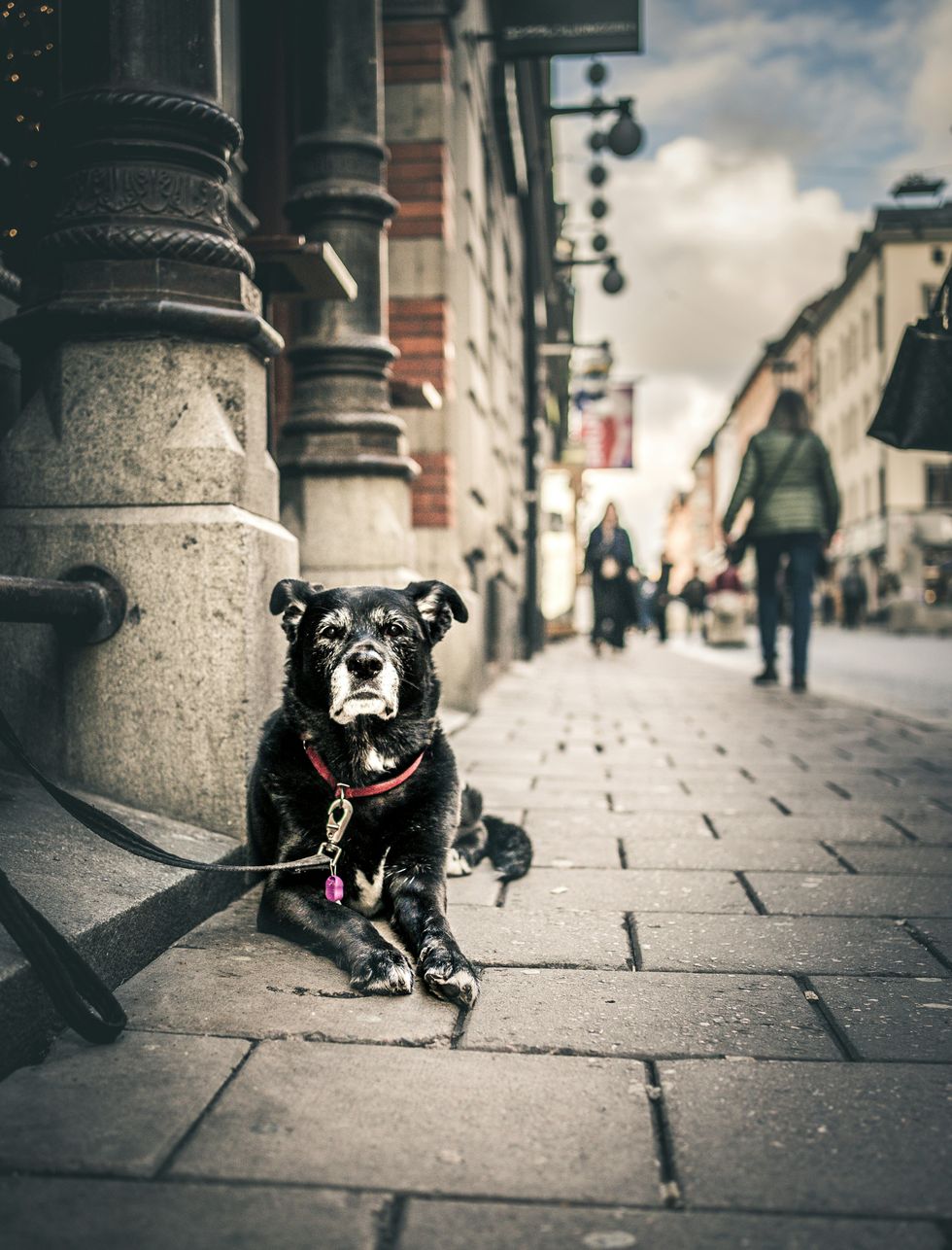 ​Black short coated dog sitting on gray concrete brick floor during daytime in Stockholm, Sweden.