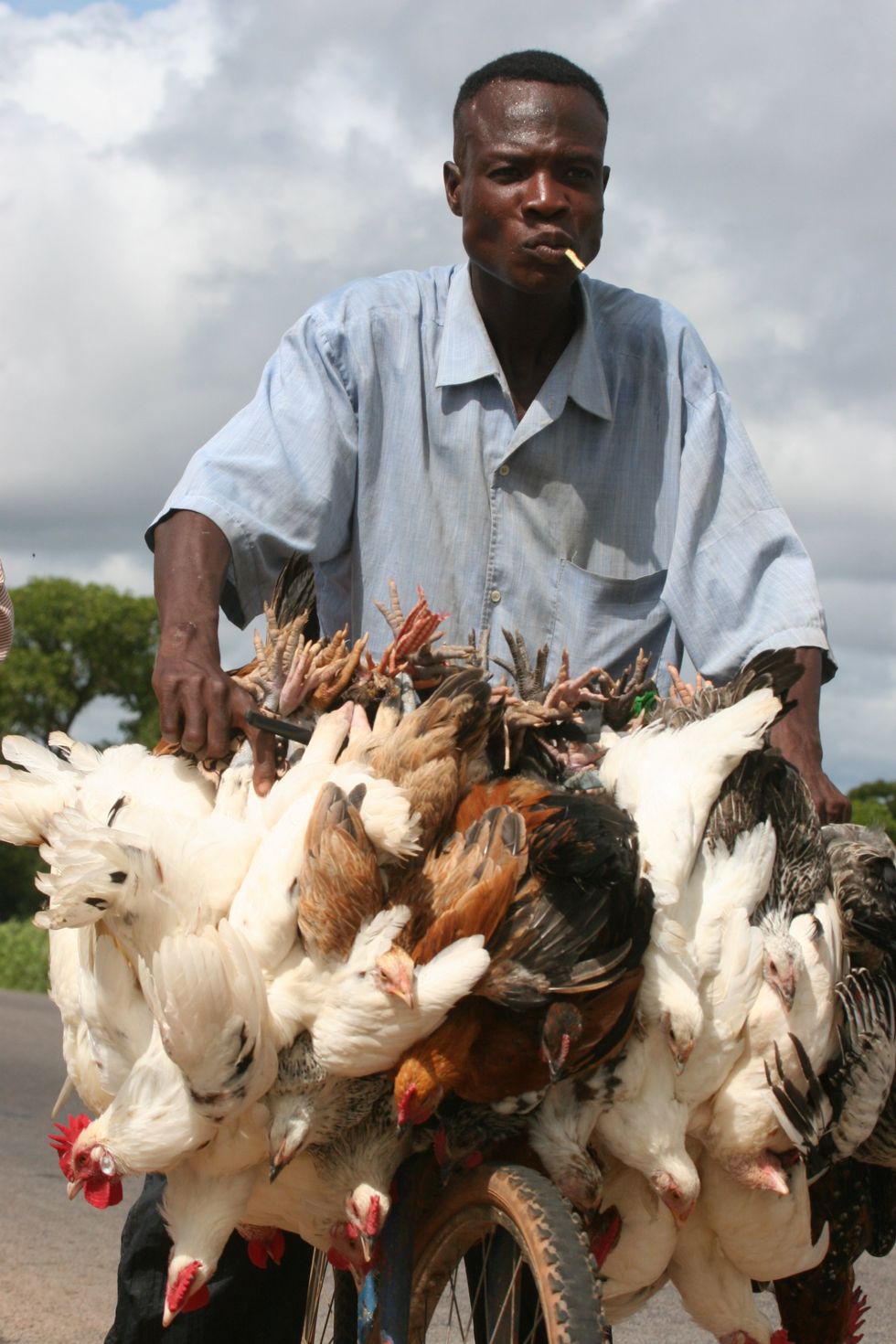 ​Burkina Faso man transporting live chickens on a bicycle.