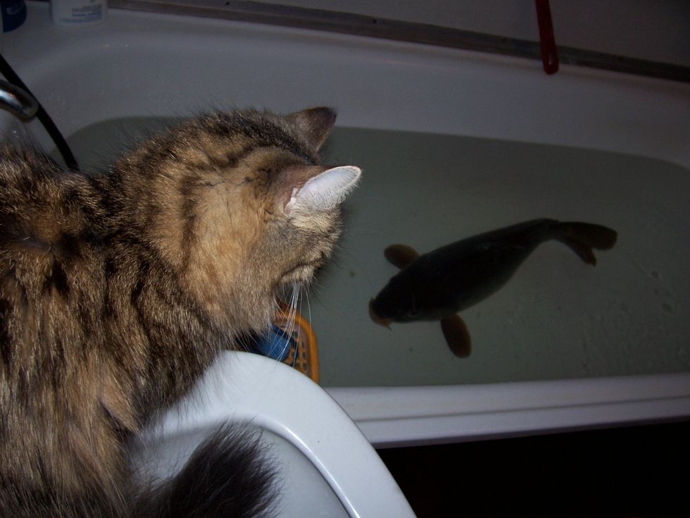 ​Cat looking at carp in bathtub