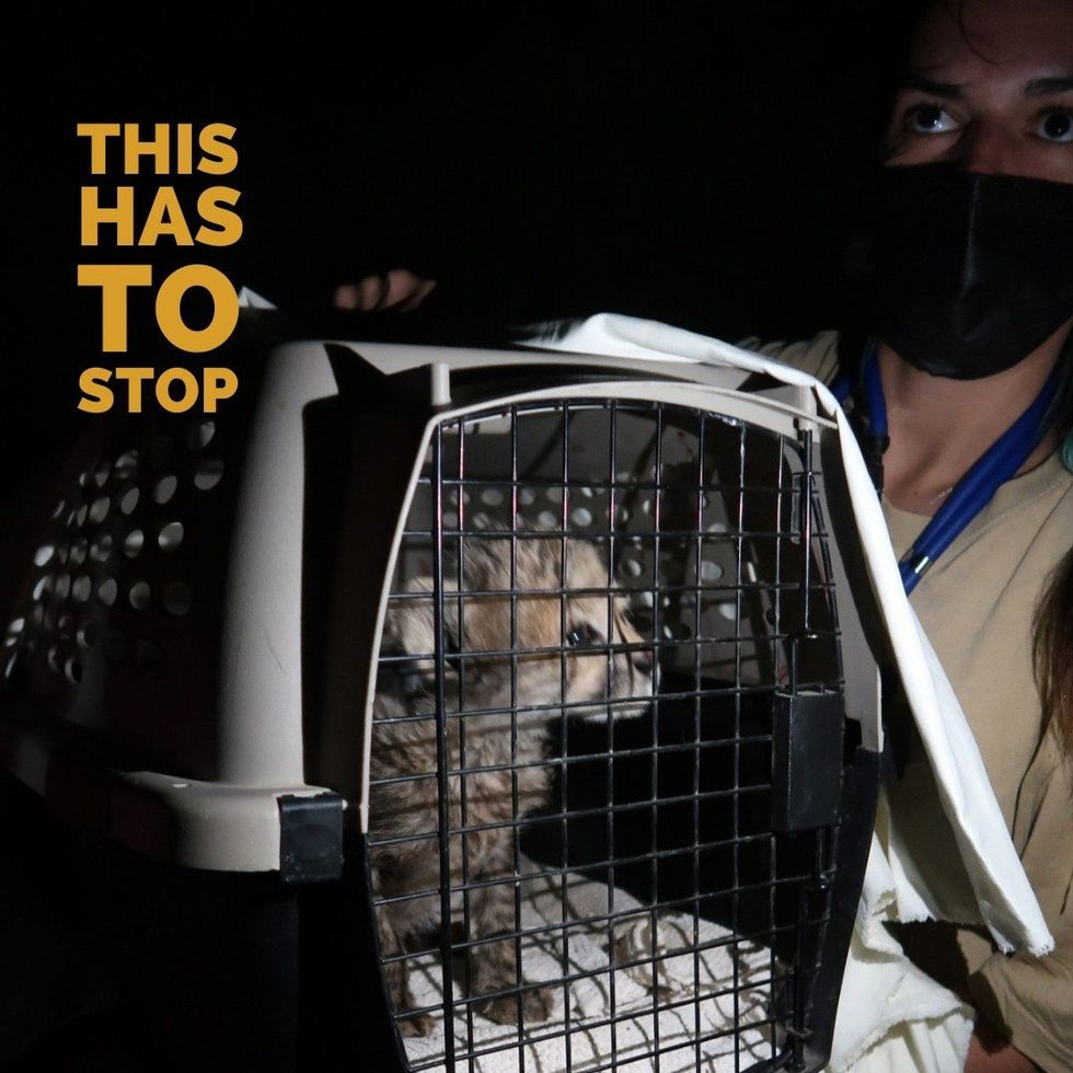​Cheetah cub in pet carrier being rescued.
