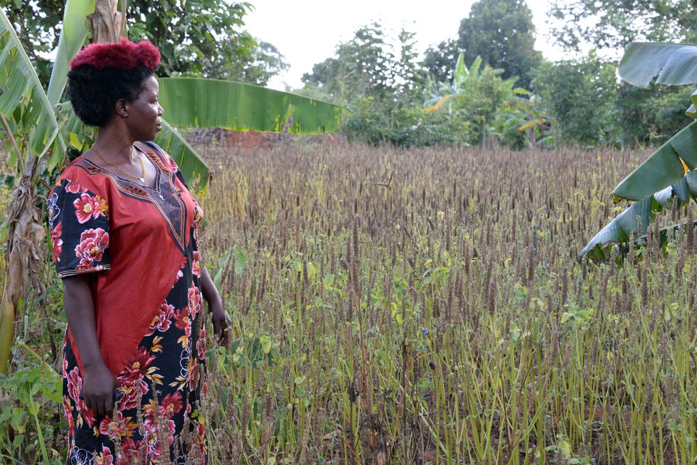 Elizabeth Natocha on her farm where she harvests chia in Namayingo, Uganda.