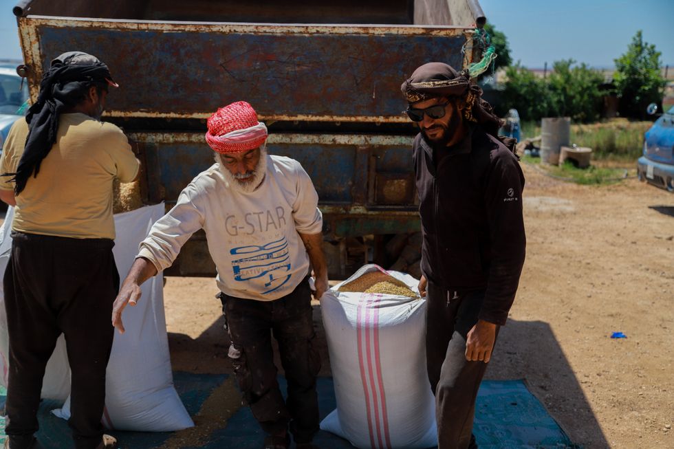 ​Farmers in the town of Abyan, in the western countryside of Aleppo begin to reap wheat, barley, and other crops, as their harvest season is under way.