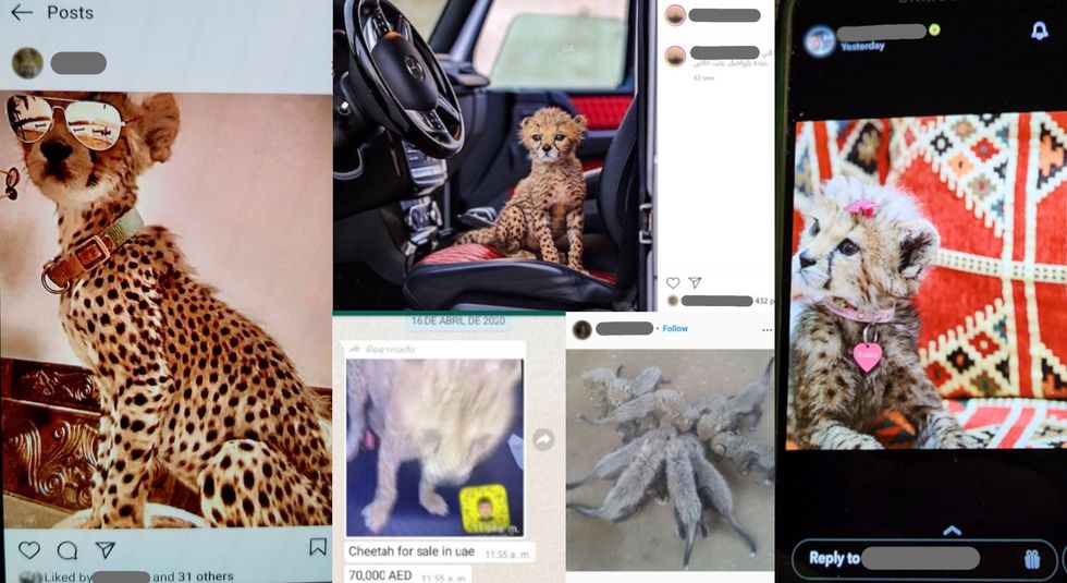 ​Independent wildlife trade investigator Patricia Tricorache has found thousands of cheetahs illegally advertised online, with most appearing on social media.