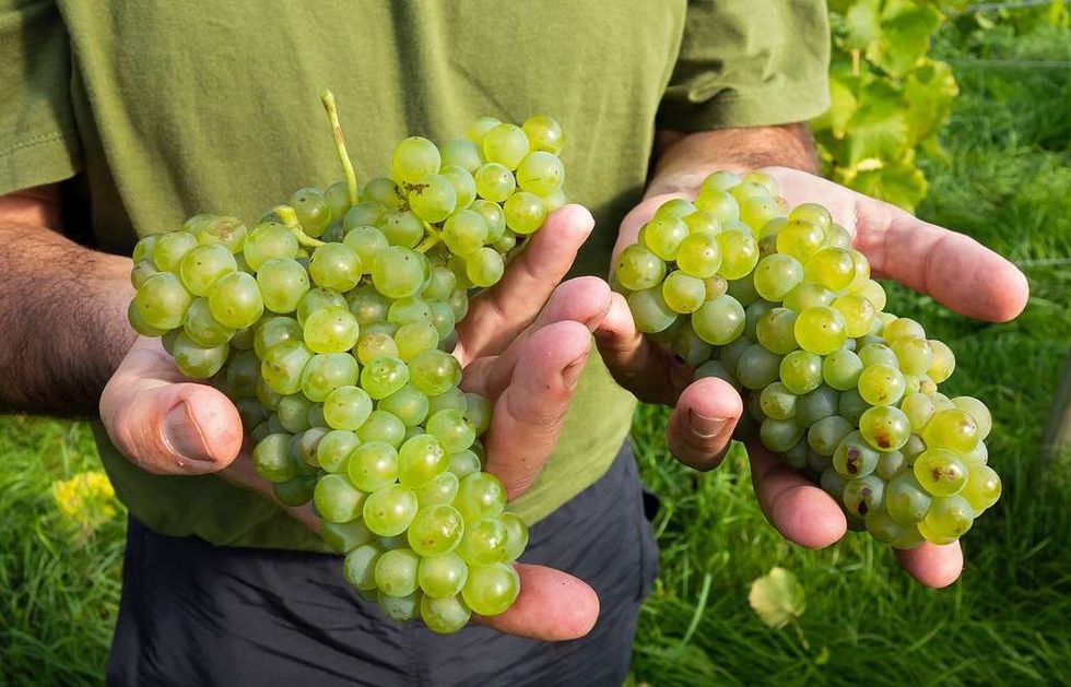 ​Javier Gonzalez Amador, one of the owners of Chateaux Luna vineyard in Lysekil, Sweden, shows some of the grapes he harvested, Sept. 15, 2018.