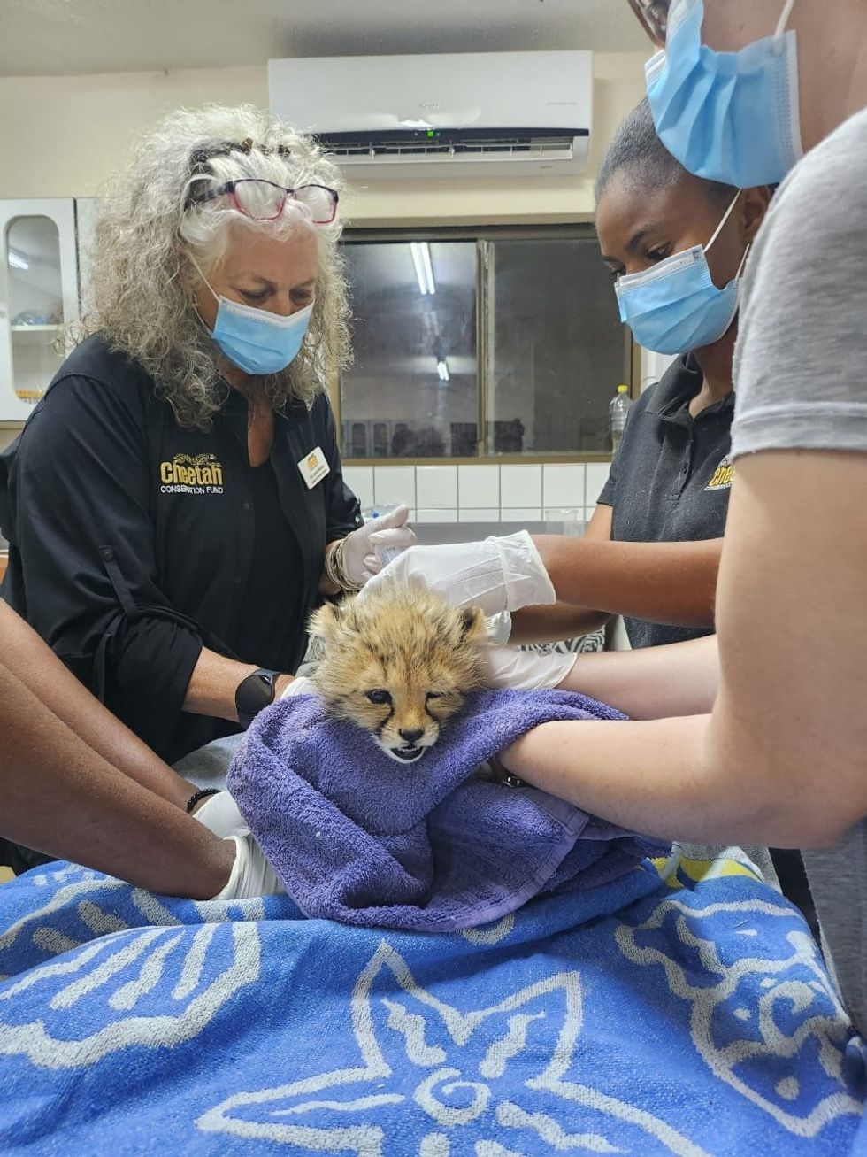​Laurie Marker founded the Cheetah Conservation Fund in 1990 working with a rescued cheetah cub.