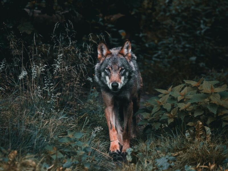 ​Lone wolf walking to a forest at night.