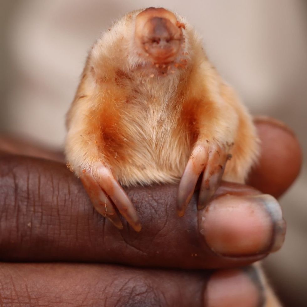 ​Marsupial mole.