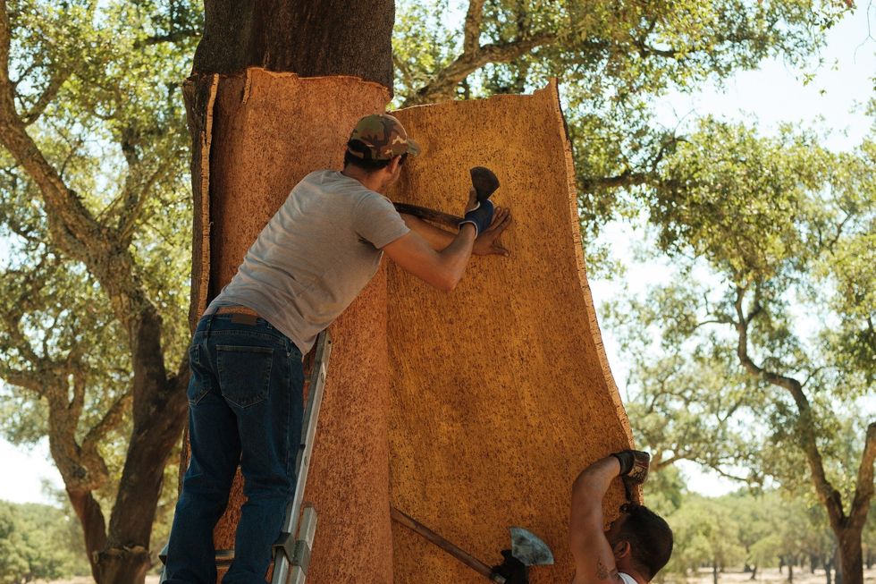 ​Men unhooking a piece of cork from a tree.
