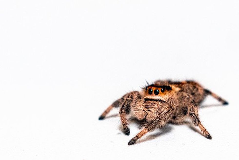 ​Neon-coloured spiders on a white surface.