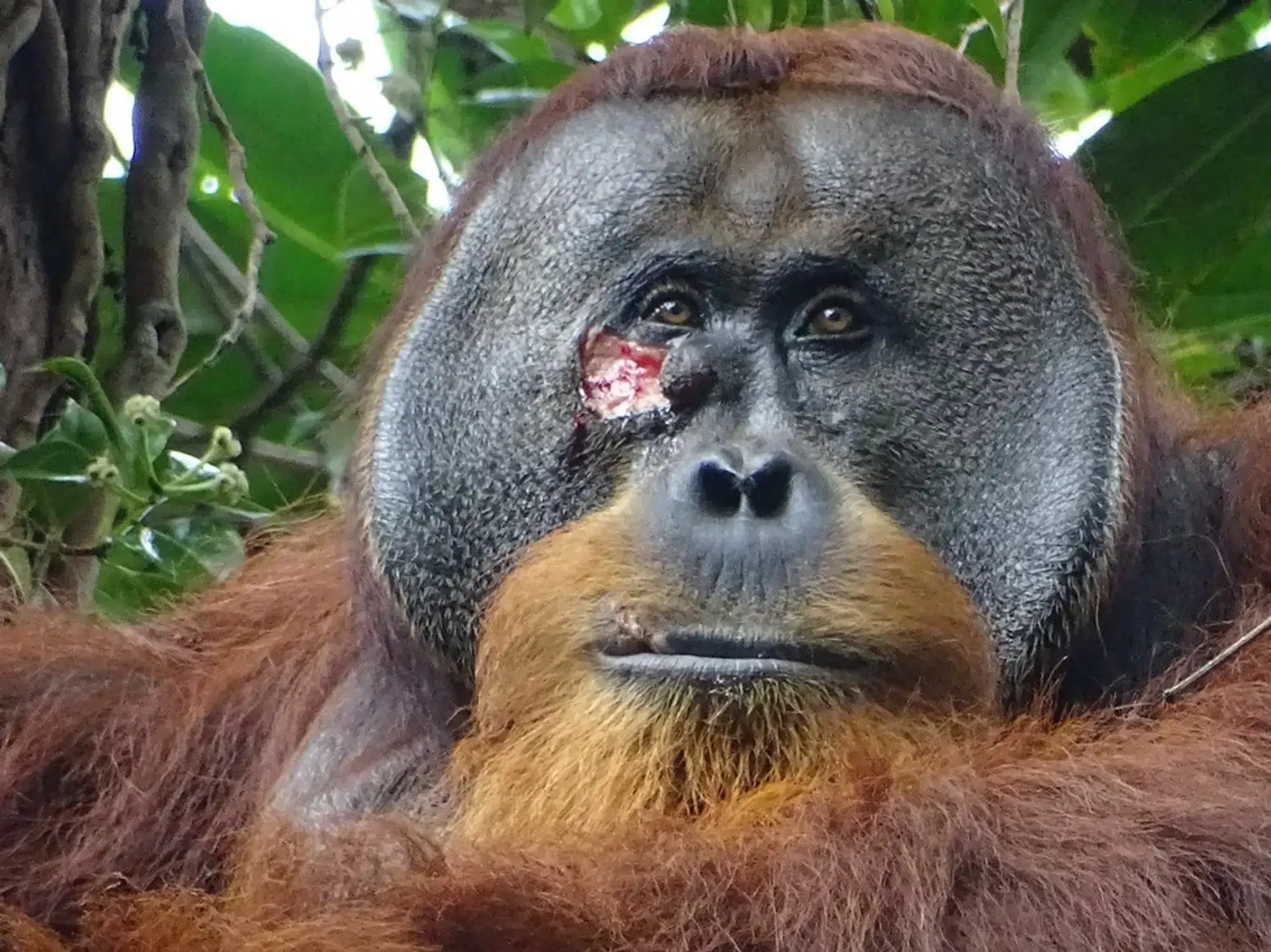 ​Rakus the Orangutan with an injured face.