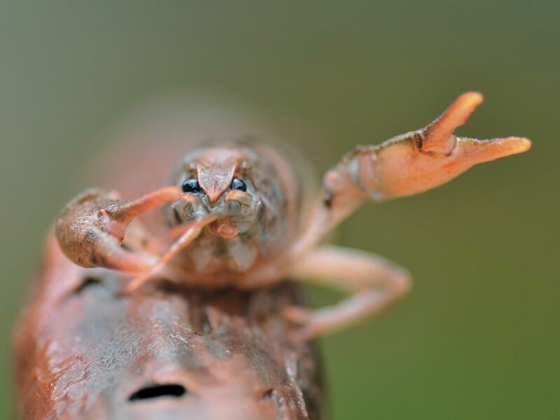 ​So-called Iberian Crayfish (Austropotamobius pallipes) found in Aragon, Spain, March 25, 2008.