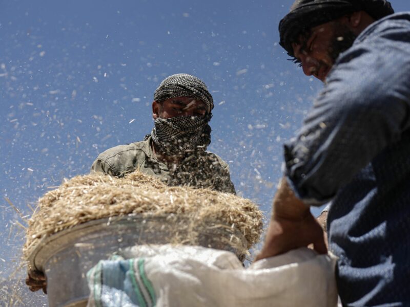 ​Syrians men bag up wheat after reaping their crops during the wheat harvesting season in Hama Countryside.