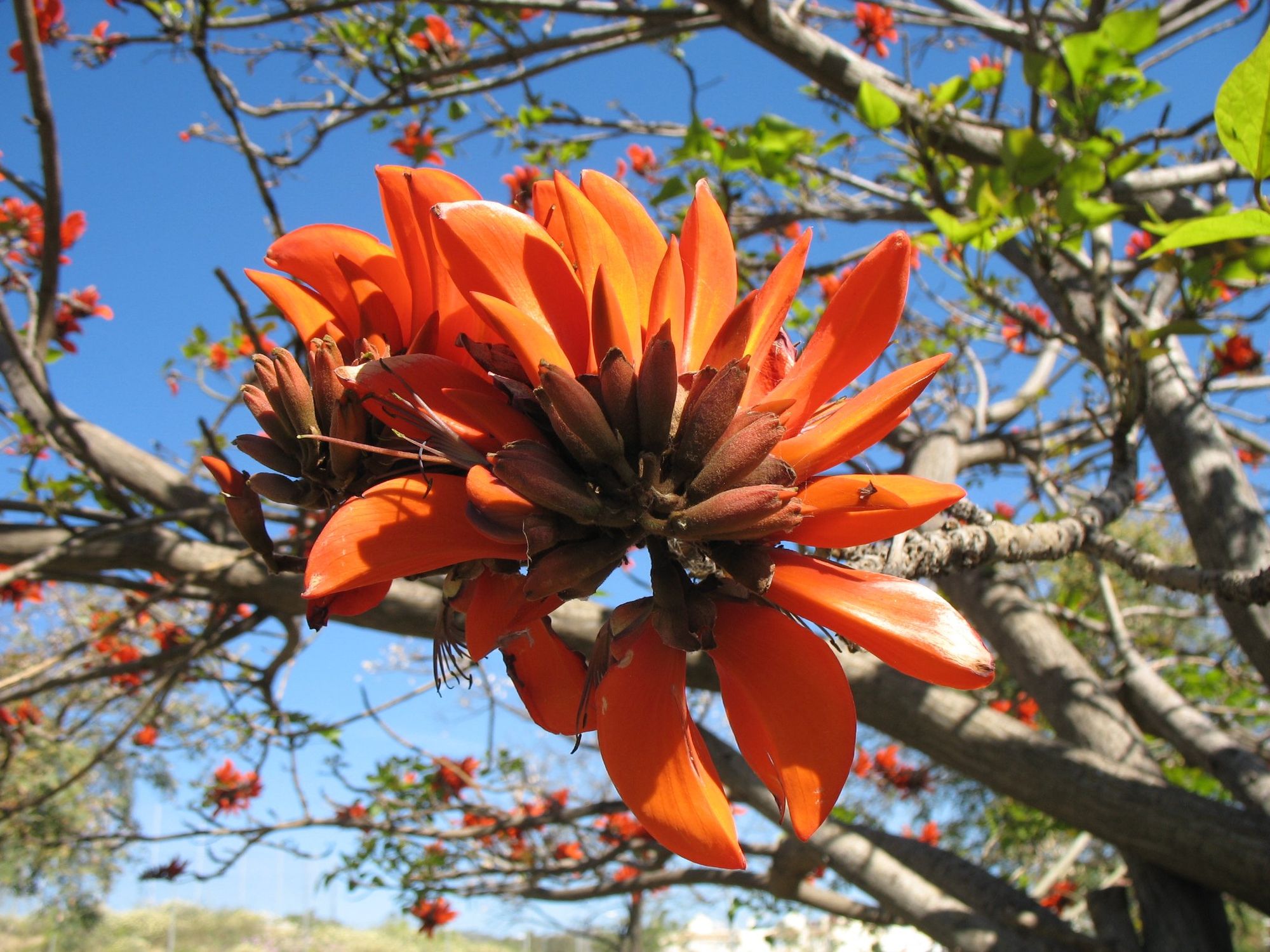 ​This beautiful plant has a problematic name.
