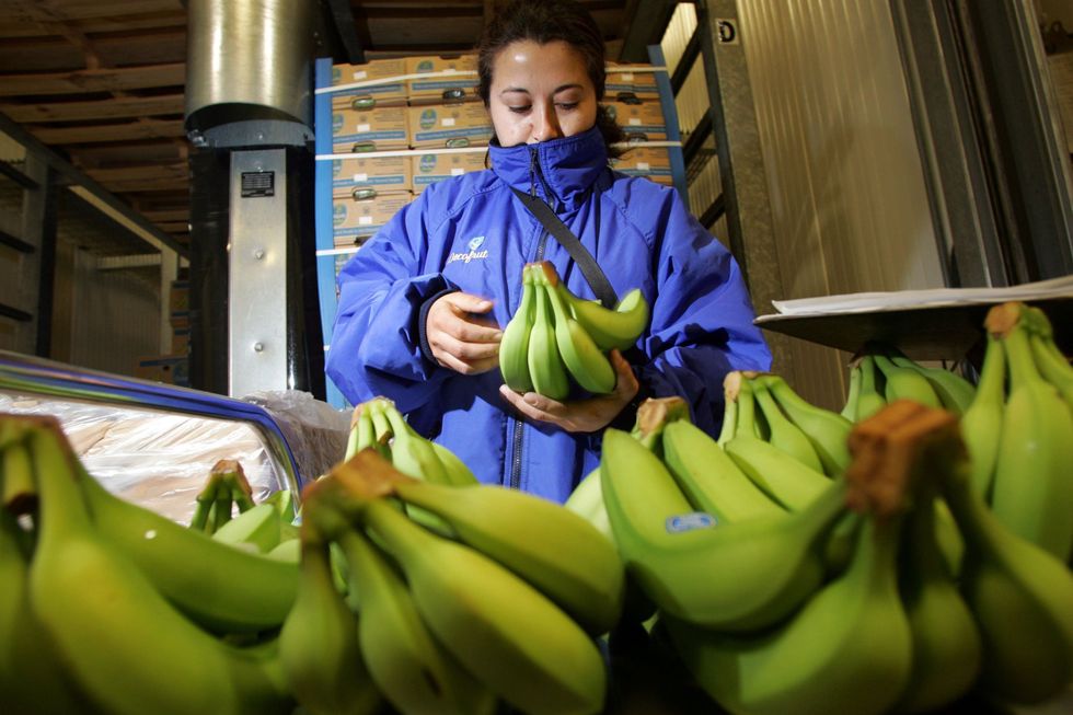 ​Worker inspects bananas for quality control at the Chiquita Fresh North America warehouse in Ft. Lauderdale.