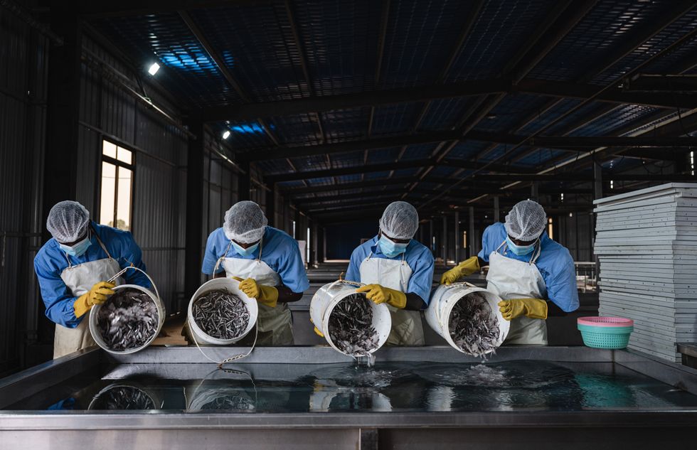 ​Workers clean anchovies at a processing plant.