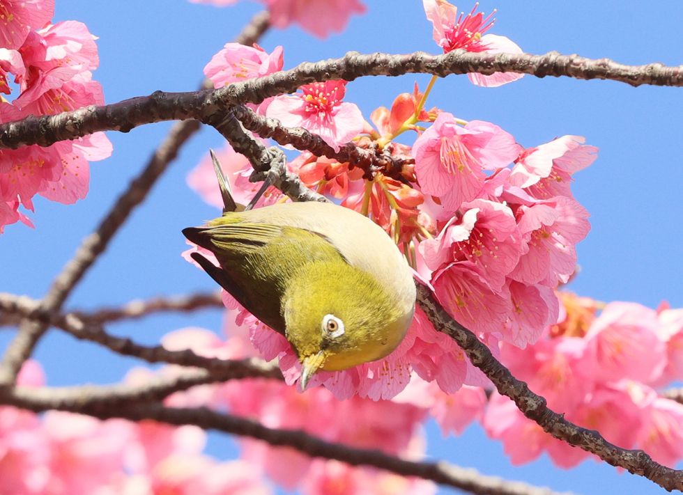 Early cherry blossoms