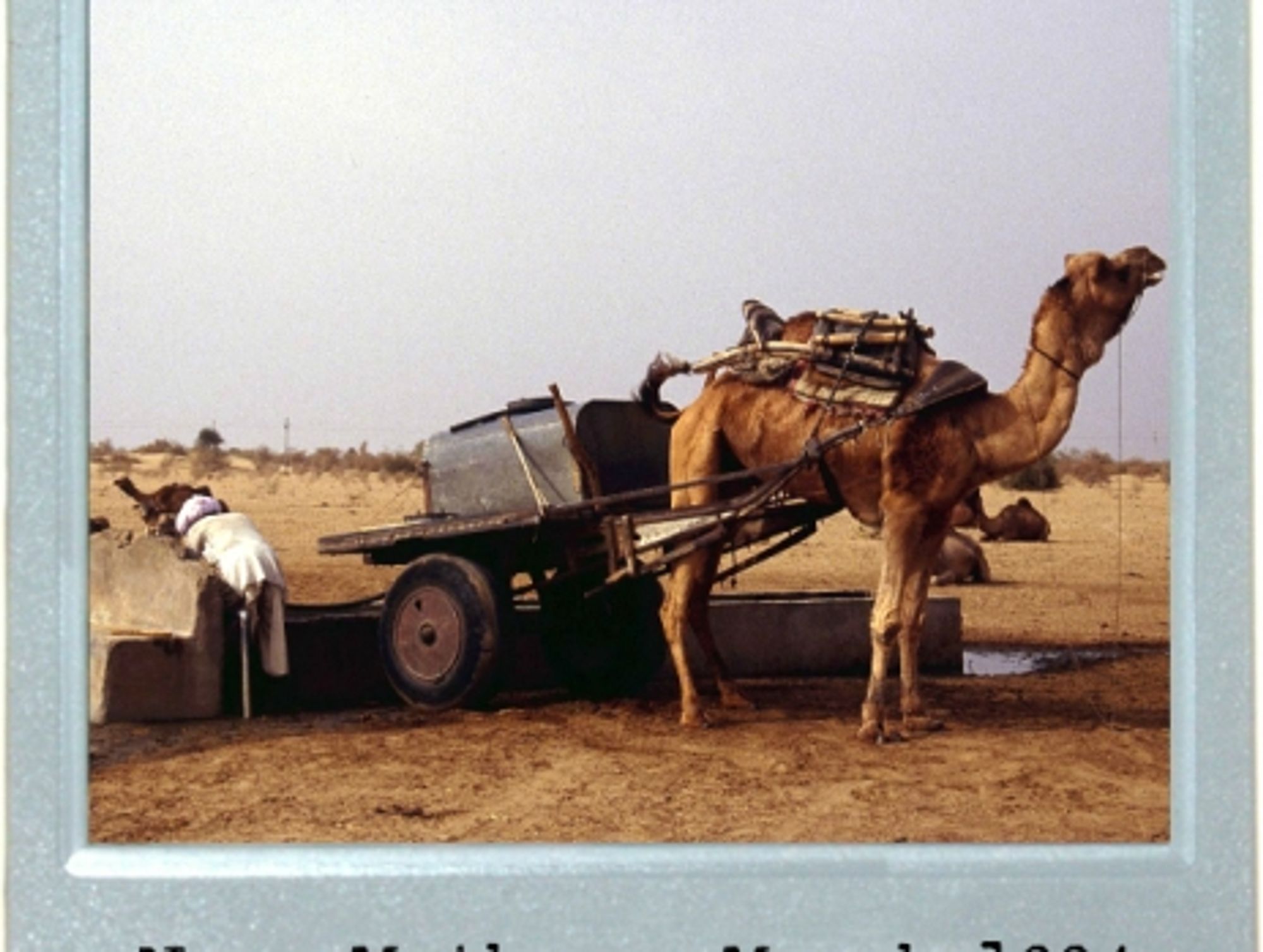 Economical Camel