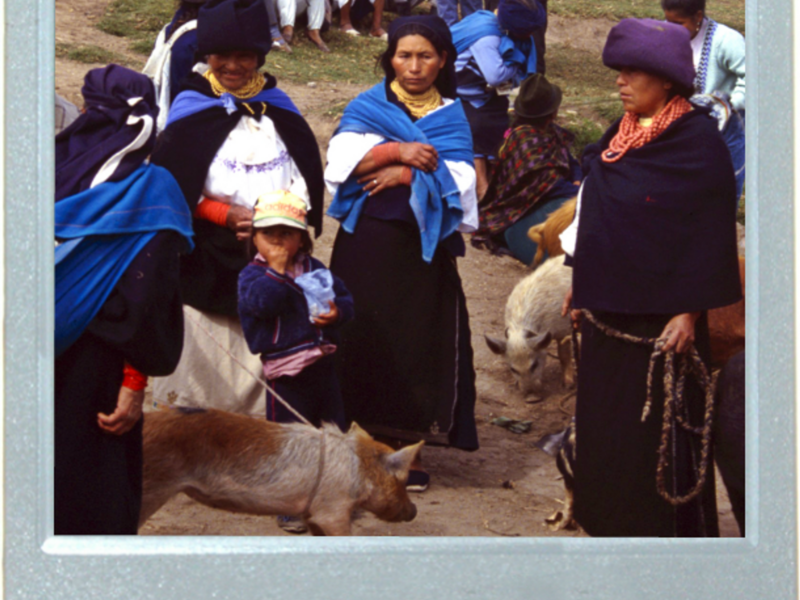 Ecuador's Point And Snout