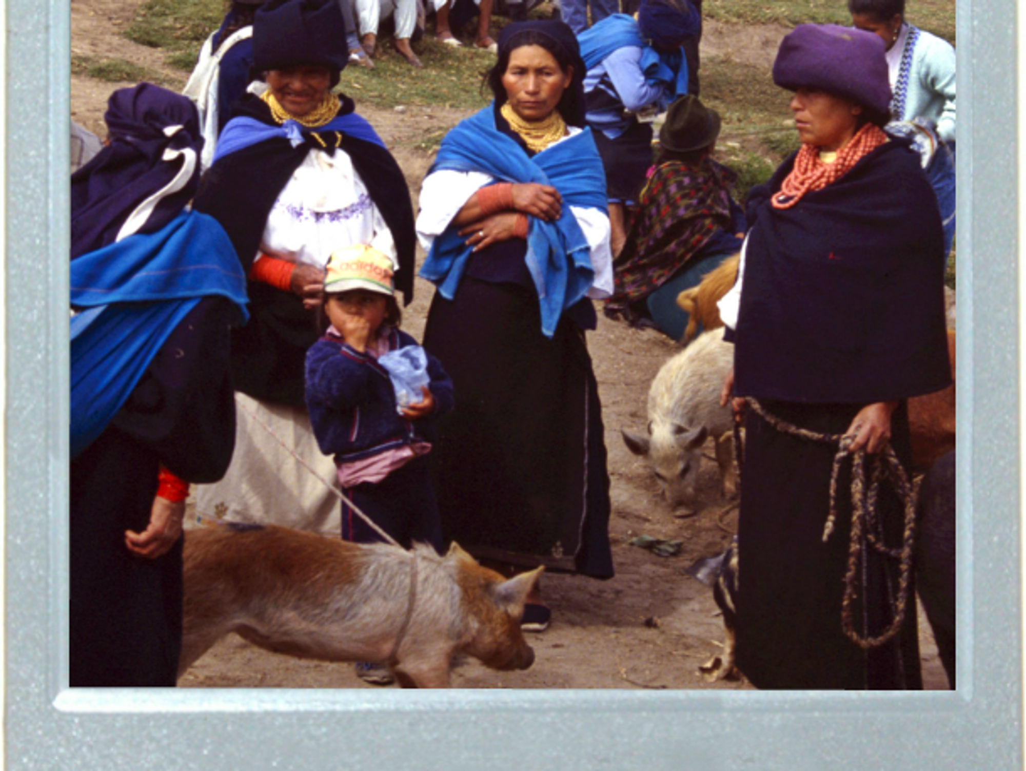 Ecuador's Point And Snout