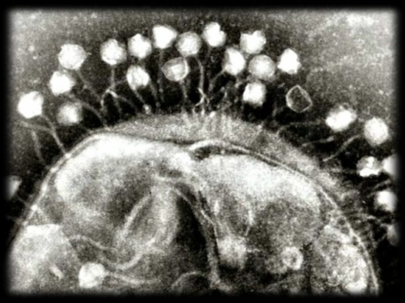 Electron micrograph of Bacteriophages
