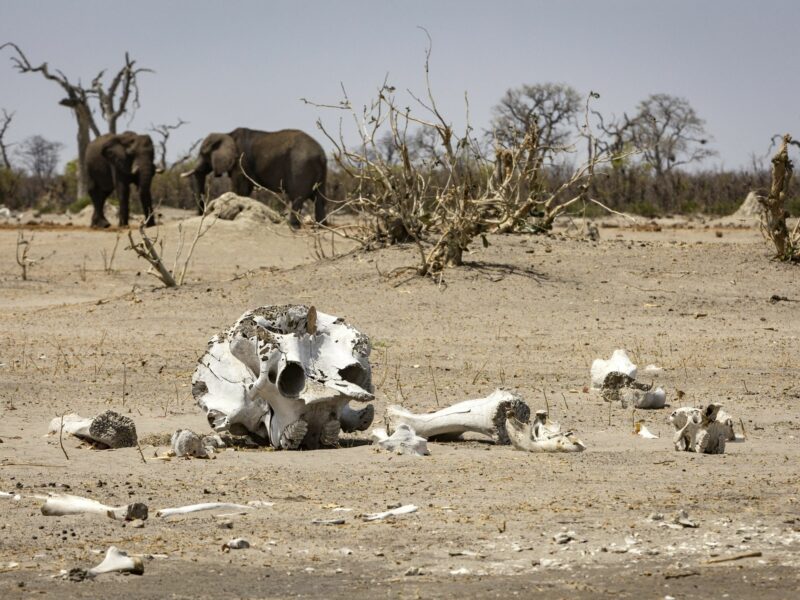 Elephant bones in Botswana's Okavango Delta.
