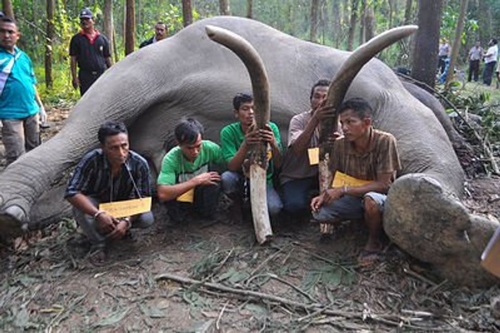 Elephant hunters in front of a dead elephant.