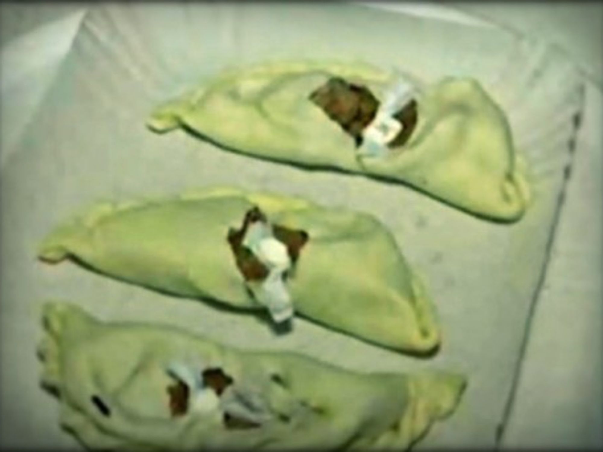 Empanadas with a side of cocaine ...