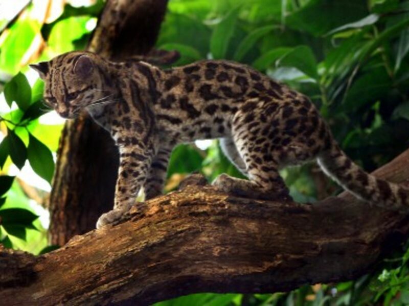 Endangered Species Of Wild Cat Found Outside Bogota