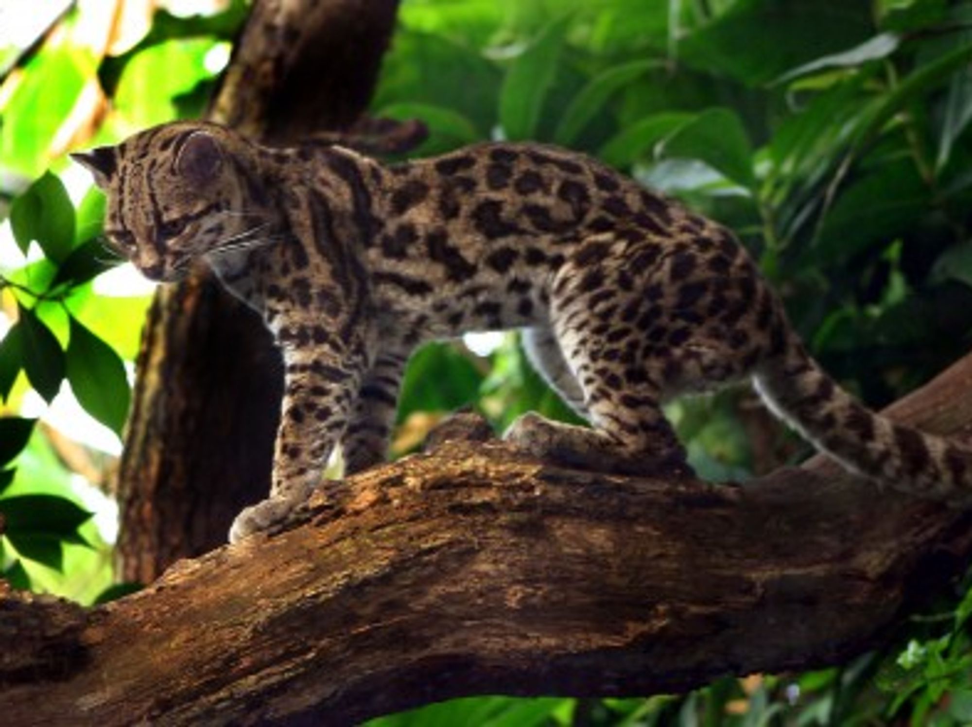 Endangered Species Of Wild Cat Found Outside Bogota