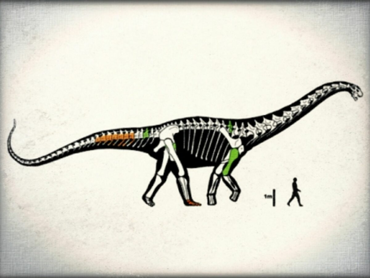 Notocolossus: Is This The Biggest Dinosaur Find Ever? - Worldcrunch