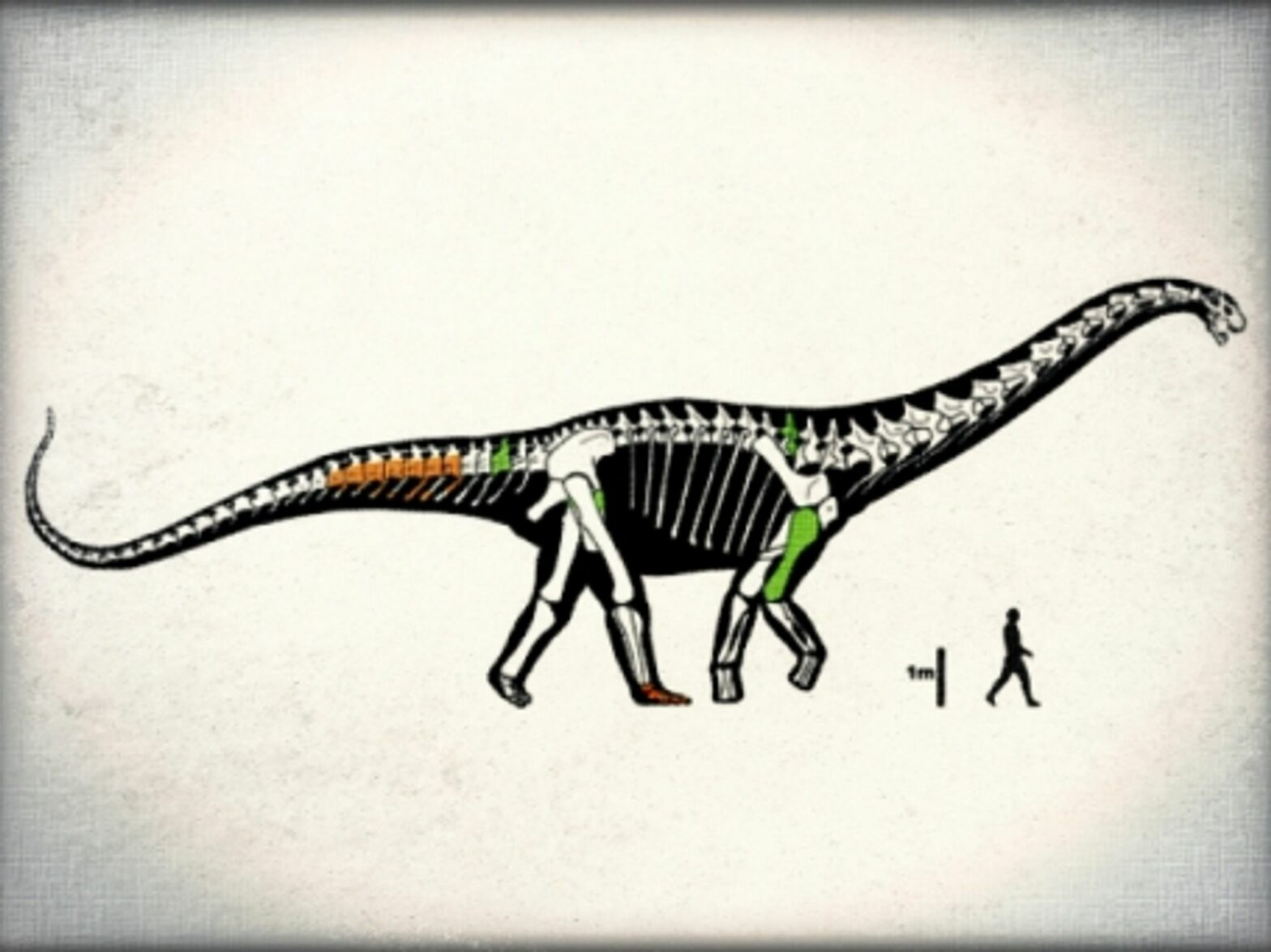 Enters the mighty Notocolossus gonzalesparejasi