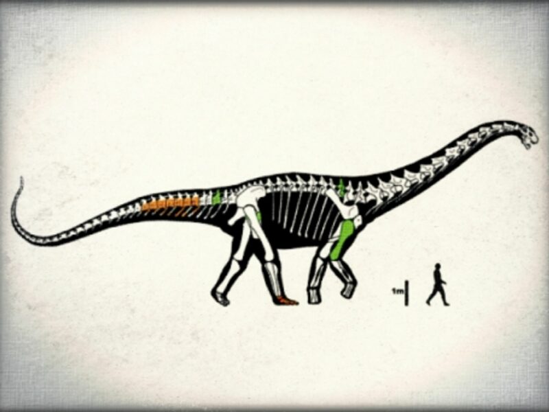Enters the mighty Notocolossus gonzalesparejasi
